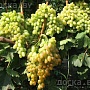 Продаём саженцы винограда разных сортов раннего и среднего сроков созревания, возраст 2 года. Зи