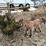Продам 100% англо-нубийскую козочку. Родилась 16.02.2022.Обезрожена , витаминизирован, выпаивает