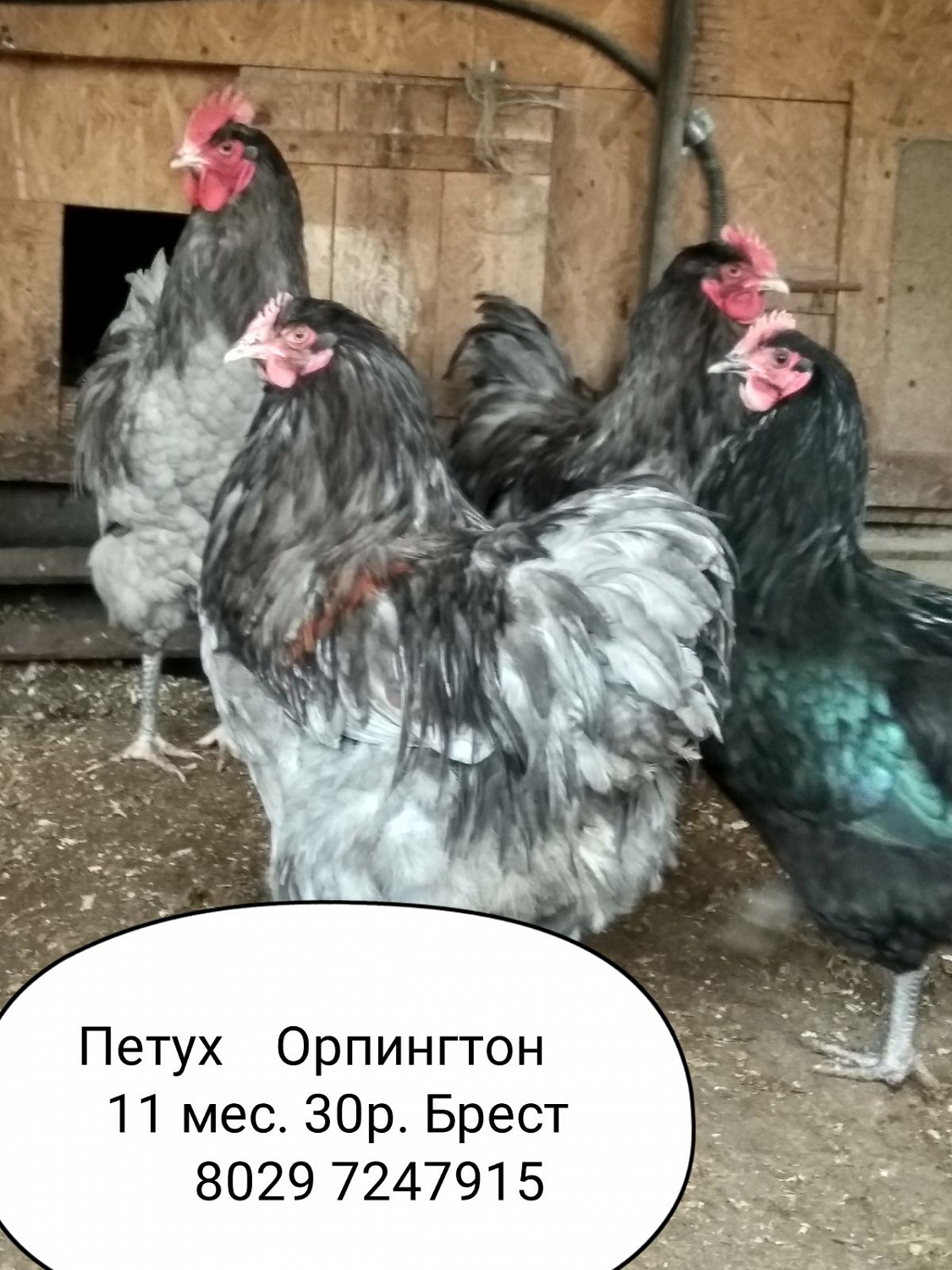 Петух