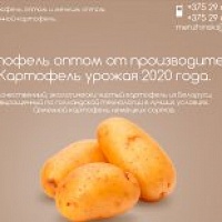 Семенной картофель Джувел ювел 