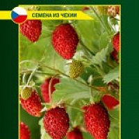 ЗЕМЛЯНИКА РУЯНА