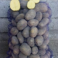 Продам свой домашний картофель сорта Гала, отличное качество. Выращен Строго Без Химикатов.