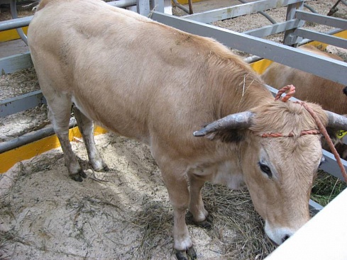 Корова