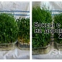 Микрозелень