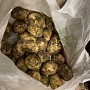 Продам молодой картофель, сорт коломбо