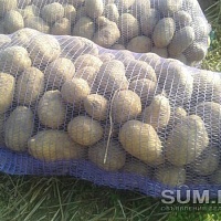 Продам картофель со своего участка размером 5+ 6+