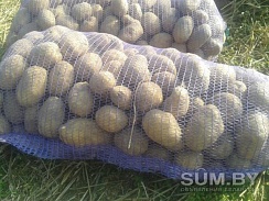 Продам картофель со своего участка размером 5+ 6+
