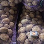 Продается картофель сорта Вектор, Скарб от производителя по цене 0, 90 бел. руб/кг партиями от 5