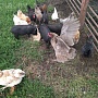 Продам вьетнамских поросят (папа и мама крупные вьетнамцы). Кушают уже сами. При покупке от 3 шт