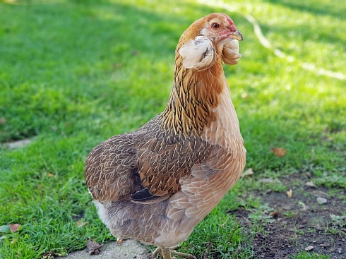 Курица 