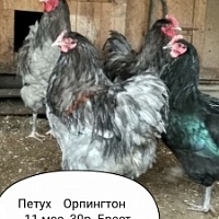 Петух