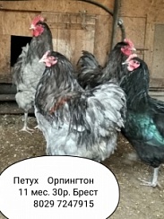 Петух