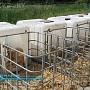 Домик Для Телят С Вольером Изготовление под заказ 2-3 дня. В любом количестве. Домик Для Тел
