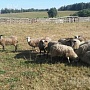 Бараны на мясо 6 руб за 1 кг живого веса. Вся информация по телефону