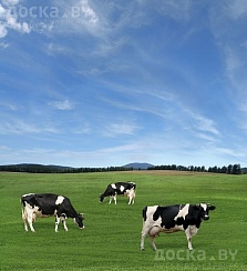 Закупаем лошадей, коров, быков. Дорого. Самовывоз из любого региона РБ в удобное для Вас время