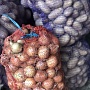 Картофель в сетке по 25 кг с достав. Королева Анна ( желтый) продолговатый Отлично подходит для