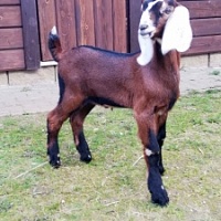 Англо-нубийские козлики