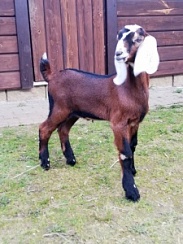 Англо-нубийские козлики