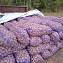 Продаем картофель хорошего качества без порши и проволочника , вкусные красивые сорта выращена б