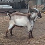 Продам альпийского козлика, 8, 5 мес. Документы не оформлялись, но происхождение известно до 6-г