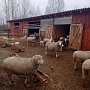 Продам отару овец прекос 32 штуки после трёх , двух и одного окота Баран иль-де-франс Яркие и