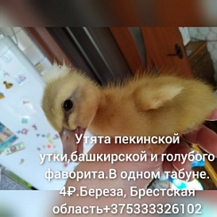 Утята