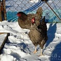 Яйцо инкубационное от домашних кур-несушек породы: Чешский Доминант, Хайсекс(браун), мешанка Дом
