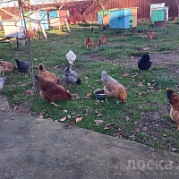 Продам молодых домашних курей все вопросы по телефону
