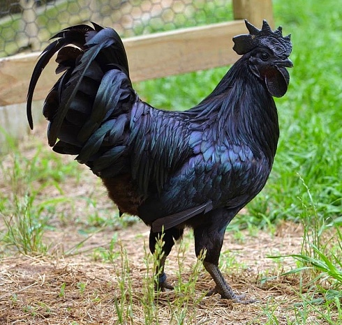 Аям Цемани