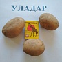 Уладар - сорт картофеля раннего срока созревания. Сорт столового назначения с хорошими и отлич