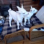 Продам 100% зааненских козлят(козочки и козлик ), проколоты , выпаиваются из соски.