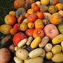 Тыквы на любой вкус и цвет