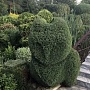 Туя вересковидная "Эрикоидес" thuya occidentalis Еricoides. Кустарник высотой до 2, 5 м с густой