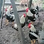 Продаю петуха породы Загорской лососевой