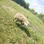 Овцы породы прикос для разведения баран и Две овцы цена 1.200 рублей. Цена за всех. Баран -
