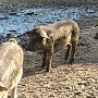 Поросята венгерской мангалицы. Родились 17 июня. Чистокровные. Родители из разных регионов. В на