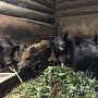 Предлагаю поросят мангалов (мясо - беконные, крупные свинья, с крепким иммунитетом, кушают всё с