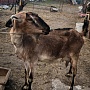 Нубийская коза
