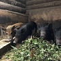 Предлагаю поросят мангалов (мясо - беконные, крупные свинья, с крепким иммунитетом, кушают всё с