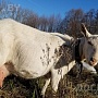 Продаётся молодая коза зааненской породы возраста 3 месяца. Высокие удои и очень вкусное молоко