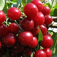 Вишня ЛЮБСКАЯ