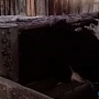 Бычок