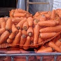Продам домашний картофель, сорт Гала, с бесплатной доставкой по Минску, с подъёмом на этаж. Отли