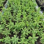Продаём ель голубую (picea pangens), сорт Glauka Misti Blue, с закрытой корневой системой. Это в