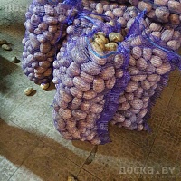 Продам картофель оптом. Беларусь. Есть в наличии Королева Анна 5+ 90 коп. Сорт Гала калибр 4-5 6