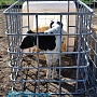 Домик Для Телят С Вольером Изготовление под заказ 2-3 дня. В любом количестве. Домик Для Тел