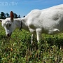 8-месячная коза зааненской породы. Высокие удои и очень вкусное молоко у матери. Цена козы 180 р