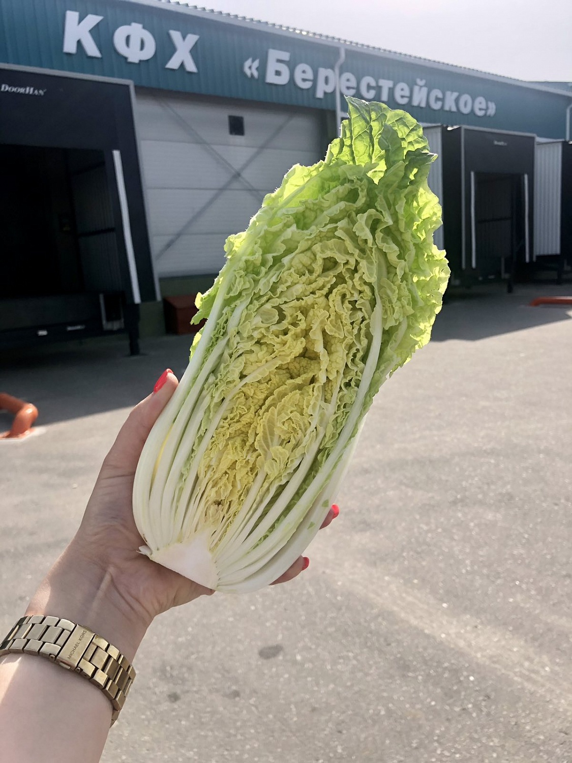 Капуста пекинская