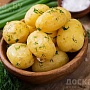 Продам излишки картофеля продовольственного и сортовой семенной сорта (Гала, Королева Анна и Ула