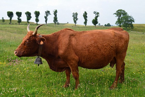 Корова
